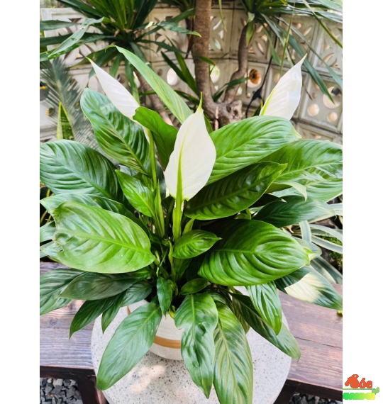 Cây Lan Ý - Biểu Tượng Thanh Khiết, Bình An Và Tài Lộc