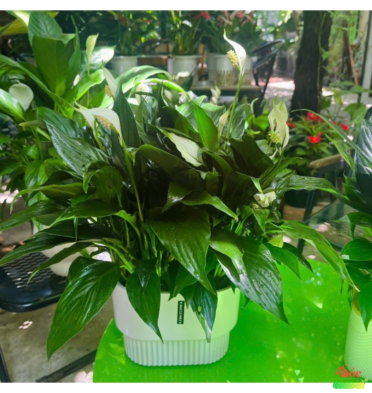 Lan Ý Thủy Sinh Chậu Đôi Thanh Lọc Không Khí Hiệu Quả