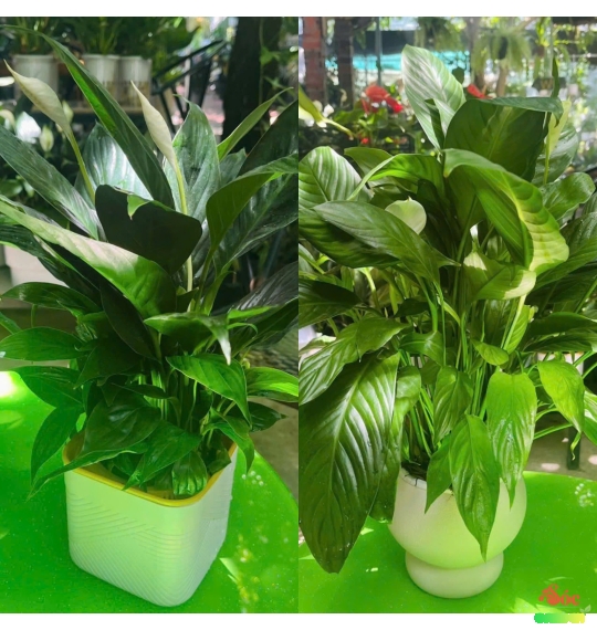Cây Lan Ý Thủy Sinh Chậu Nhựa Vẻ Đẹp Hiện Đại