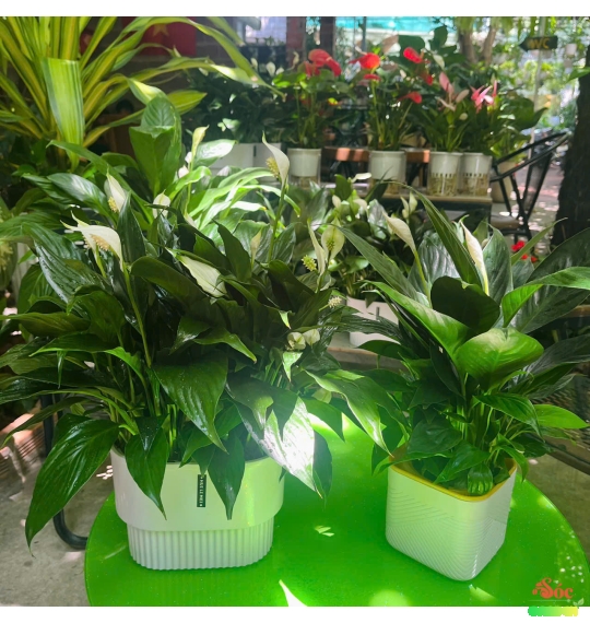 Lan Ý Thủy Sinh Chậu Đôi Thanh Lọc Không Khí Hiệu Quả
