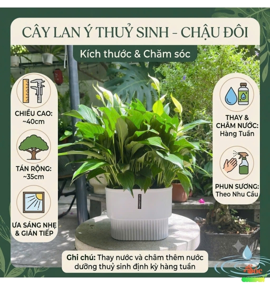 Lan Ý Thủy Sinh Chậu Đôi Thanh Lọc Không Khí Hiệu Quả