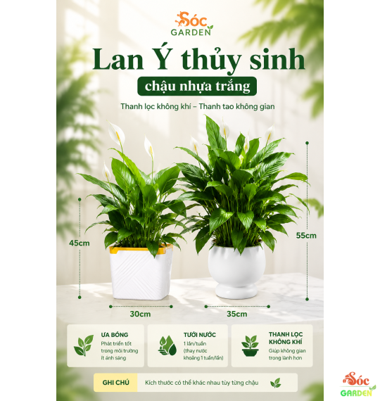 Cây Lan Ý Thủy Sinh Chậu Nhựa Vẻ Đẹp Hiện Đại