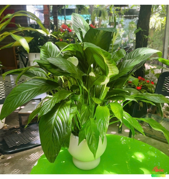 Cây Lan Ý Thủy Sinh Chậu Nhựa Vẻ Đẹp Hiện Đại