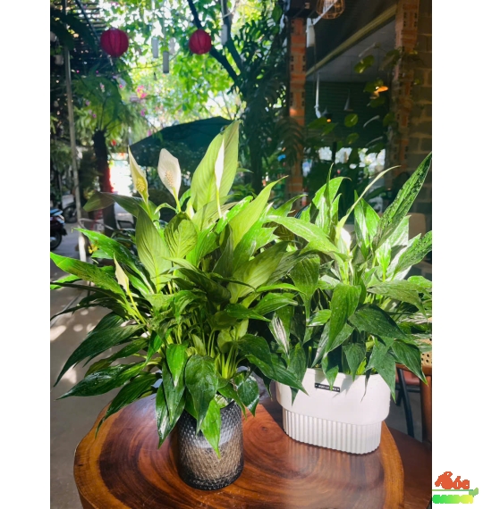 Cây Lan Ý Thuỷ Sinh cây trong nhà có hoa không tốn công chăm sóc