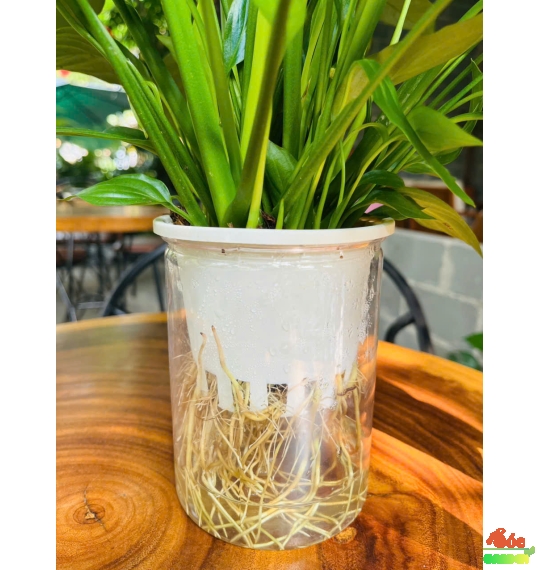 Cây Lan Ý Thuỷ Sinh - Loại cây trong nhà có hoa đẹp nhưng lại không tốn công chăm sóc