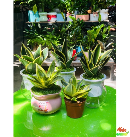 Cây Lưỡi Hổ Thủy Sinh Dành Cho Người Lười