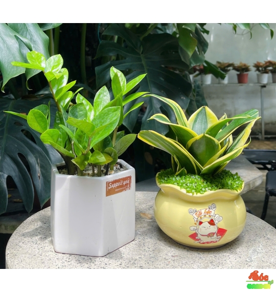 CÂY LƯỠI HỔ MINI – BIỂU TƯỢNG CỦA SỰ KIÊN CƯỜNG