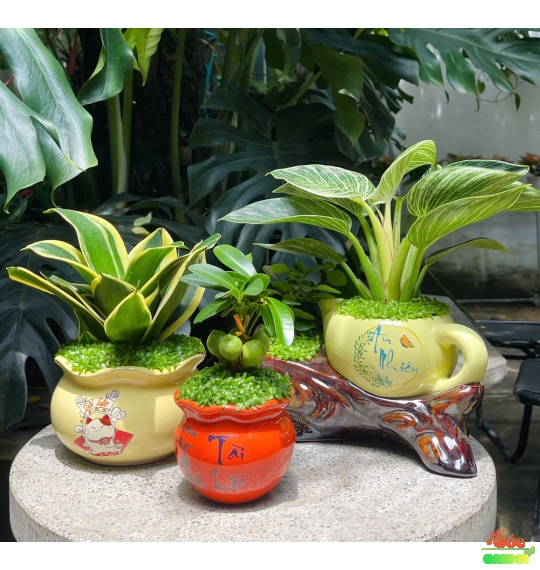 CÂY LƯỠI HỔ MINI – BIỂU TƯỢNG CỦA SỰ KIÊN CƯỜNG