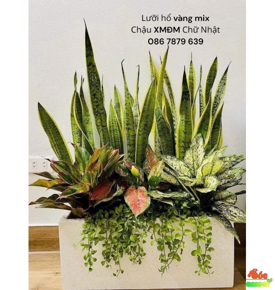 Lưỡi Hổ có tác dụng xua đuổi tà khí, hấp thụ năng lượng xấu và bảo vệ gia chủ