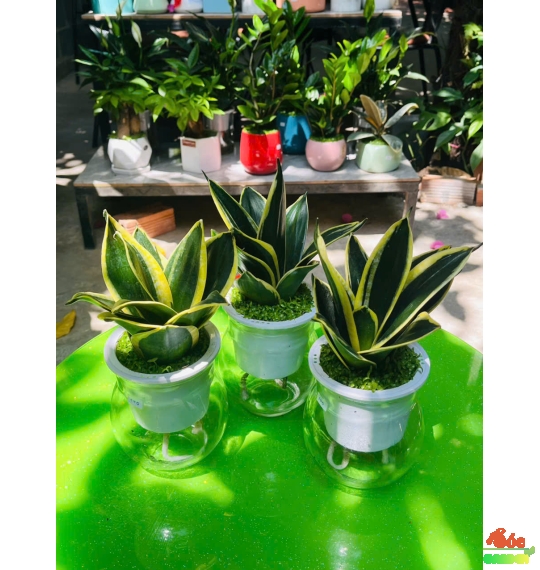 Cây Lưỡi Hổ Thủy Sinh Dành Cho Người Lười