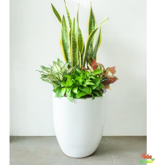 Lưỡi Hổ có tác dụng xua đuổi tà khí, hấp thụ năng lượng xấu và bảo vệ gia chủ