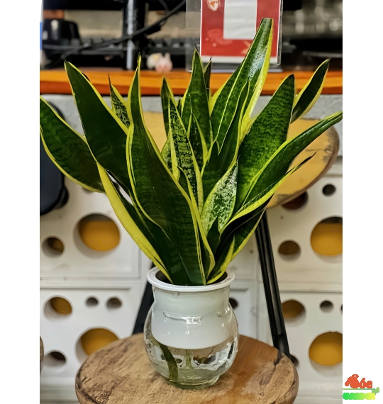 Cây Lưỡi Hổ Thủy Sinh Dành Cho Người Lười