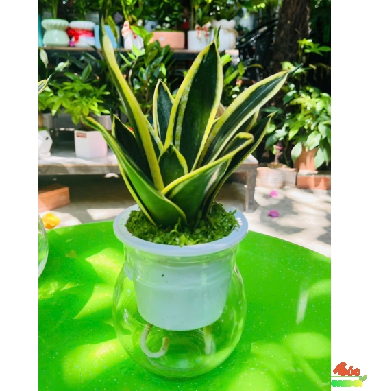 Cây Lưỡi Hổ Thủy Sinh Dành Cho Người Lười