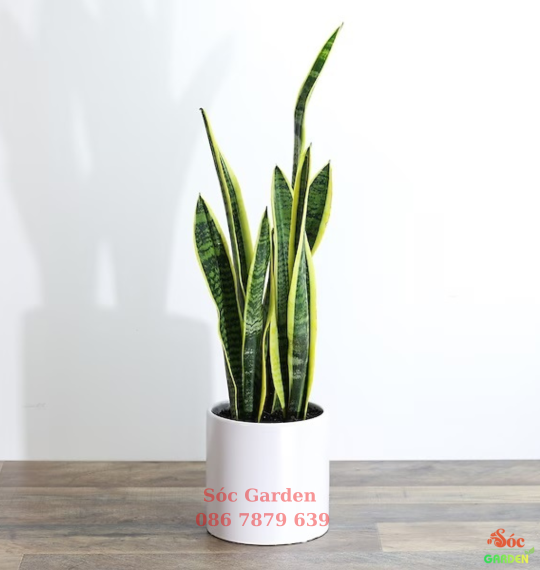 Cây Lưỡi Hổ Vàng (Thân cao): Biểu Tượng Của Sự Bền Bỉ Và Tài Lộc