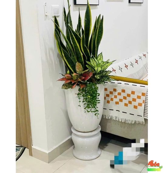 Lưỡi Hổ Phối Kết Làm Quà Tặng Đẹp