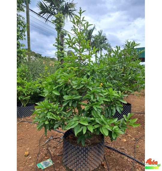 Mai Tết Giá Sỉ Tại Vườn Dĩ An- Giá Chỉ 800k
