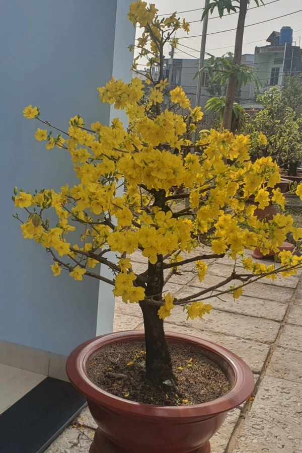 Cây Mai Tết đẹp Cho Biệt Thự, Sân Vườn, Sảnh Công Ty