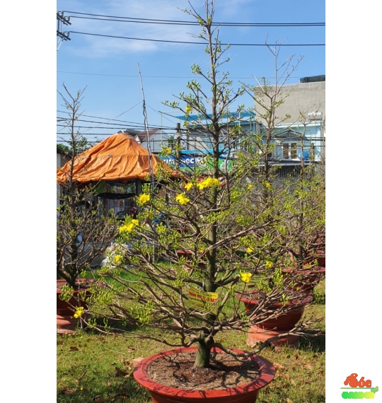 Mai Tết hoành gốc lớn, tàn tán tròn đẹp nụ hoa nhiều