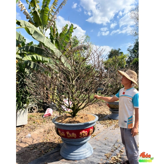 Cây Mai Tết đẹp Cho Biệt Thự, Sân Vườn, Sảnh Công Ty