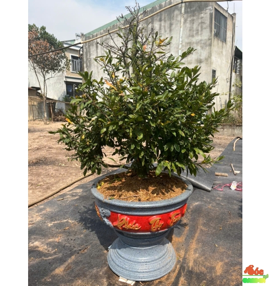 Cây Mai Tết đẹp Cho Biệt Thự, Sân Vườn, Sảnh Công Ty