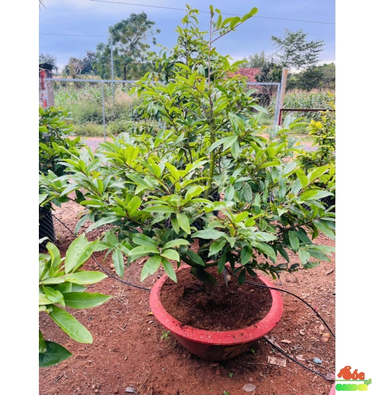 Mai Tết Đẹp Giá Sỉ Tại Vườn Dĩ An- Mai Giảo Thủ Đức Cây Cao 1,8m