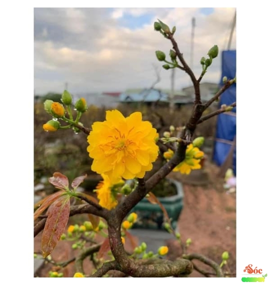 Mai Bon Sai Để Bàn Giá Sỉ Tại Vườn - Cung cấp số lượng lớn giá rẻ