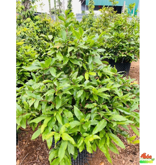 Mai Tết Giá Sỉ Tại Vườn Dĩ An- Giá Chỉ 800k