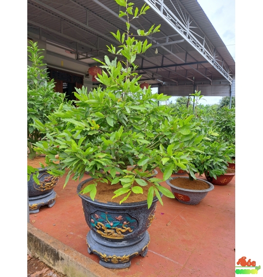 Mai Tết Đẹp Giá Sỉ Tại Vườn Dĩ An- Mai Giảo Thủ Đức Cây Cao 1,8m