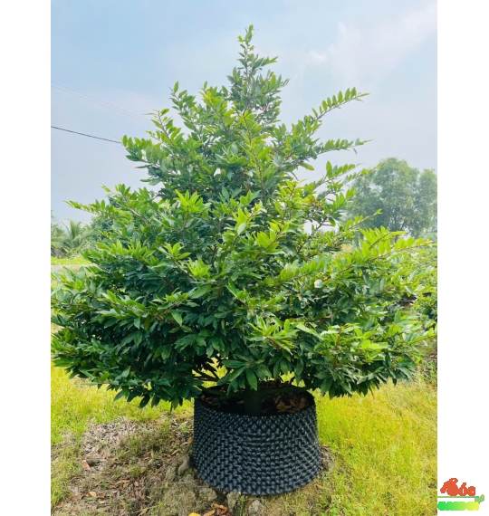 Cây Mai Tết đẹp Cho Biệt Thự, Sân Vườn, Sảnh Công Ty