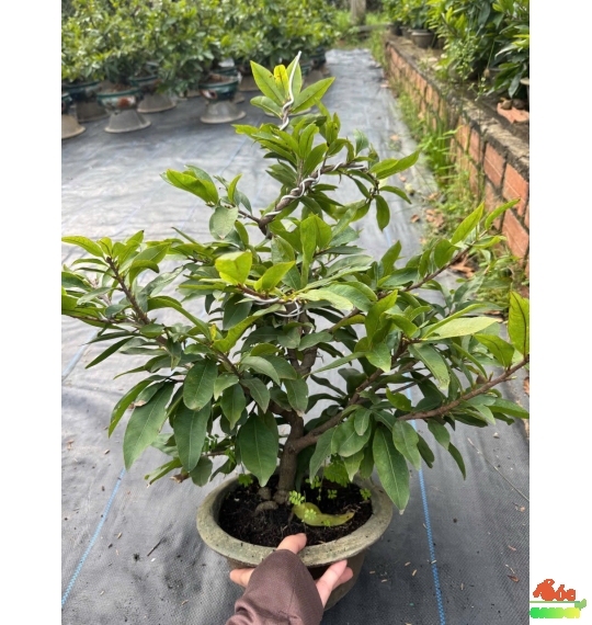 Mai Siêu Bông Bình Lợi chỉ từ 199k