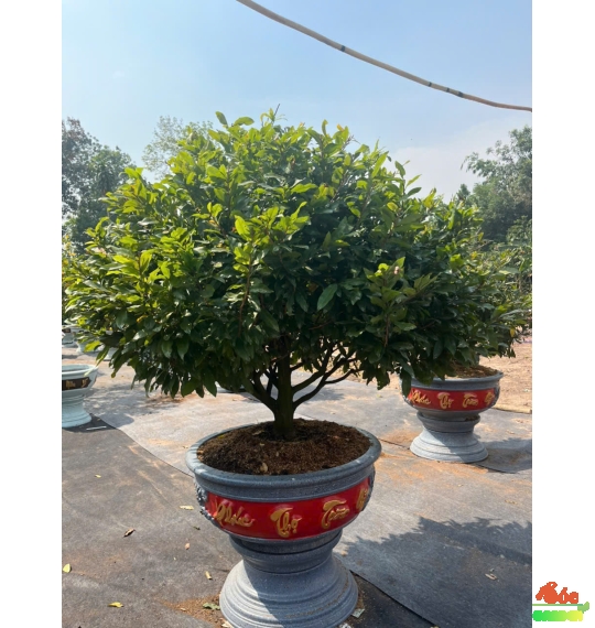 Mai Tết hoành gốc lớn, tàn tán tròn đẹp nụ hoa nhiều