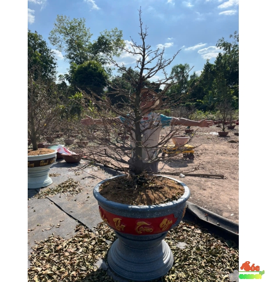 Mai Tết Hoành Gốc Lớn Cho Biệt Thự Sân Vườn