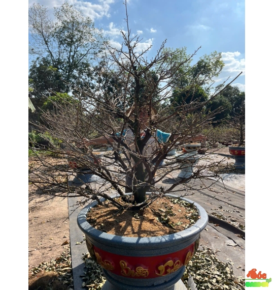 Mai Tết Hoành Gốc Lớn Cho Biệt Thự Sân Vườn