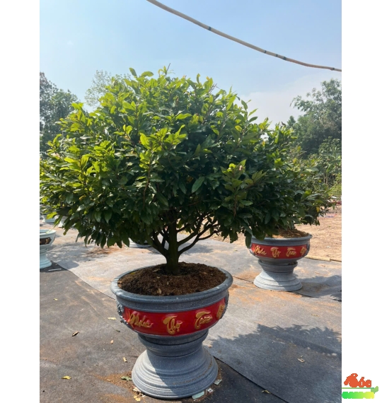 Cây Mai Tết đẹp Cho Biệt Thự, Sân Vườn, Sảnh Công Ty