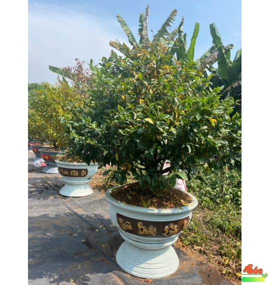 Cây Mai Tết đẹp Cho Biệt Thự, Sân Vườn, Sảnh Công Ty