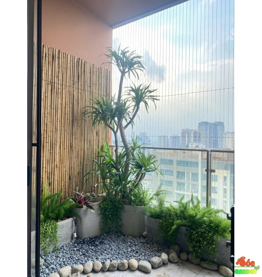 Cây Phát Tài Núi 5 Thân Loại Cây Trang Trí Văn Phòng Sang Trọng