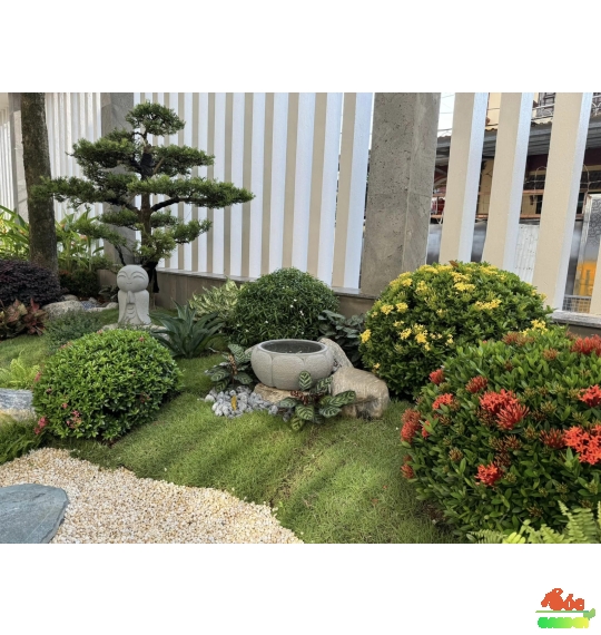 Cỏ Nhung Nhật Giá Rẻ Cho Công Trình