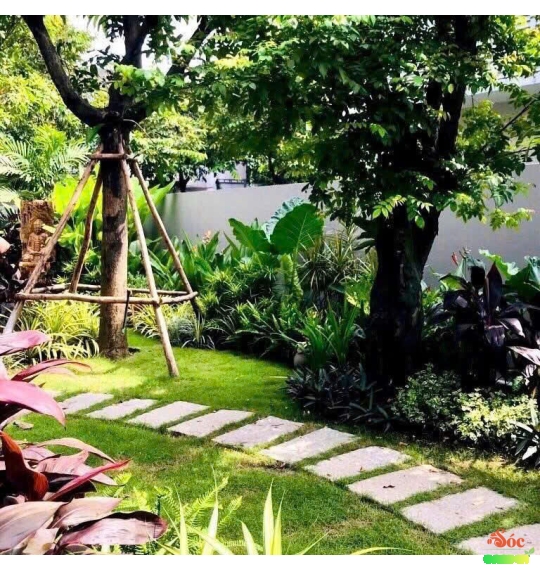 Cỏ Nhung Nhật Giá Rẻ Cho Công Trình