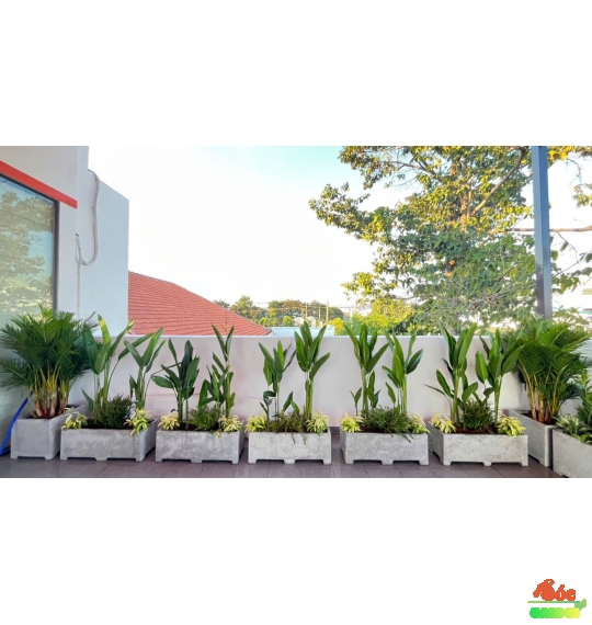 Chuối Mỏ Két Thái Cây Trồng Ưa Nắng Gắt Cho Hoa Quanh Năm
