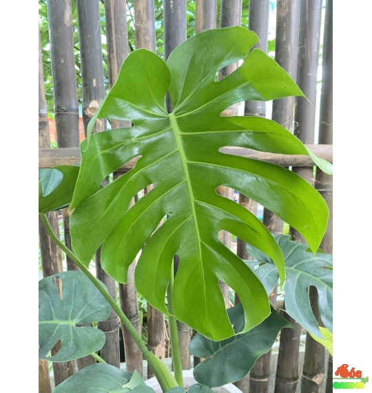 Cây Monteria - Trầu Bà Nam Mỹ: Loài cây mang ý nghĩa phong thủy và làm đẹp không gian