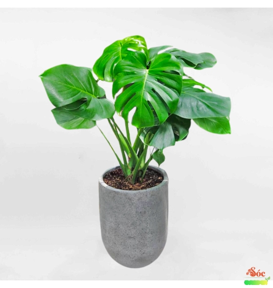 Cây Monteria - Trầu Bà Nam Mỹ: Loài cây mang ý nghĩa phong thủy và làm đẹp không gian