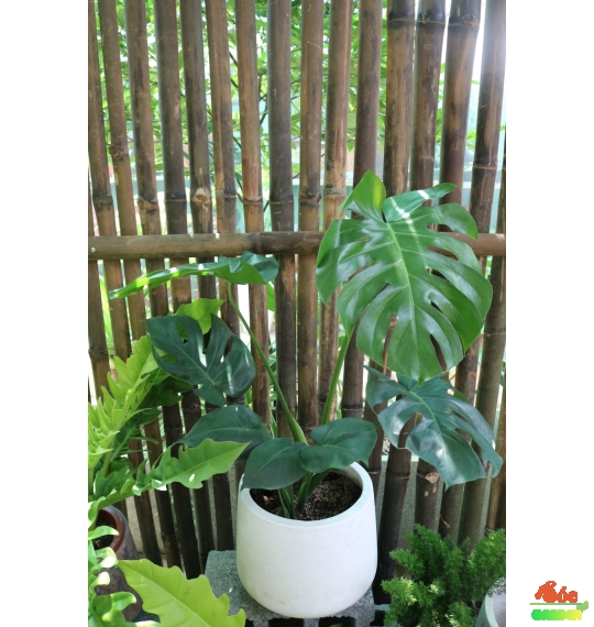 Cây Monteria - Trầu Bà Nam Mỹ: Loài cây mang ý nghĩa phong thủy và làm đẹp không gian