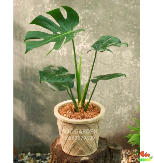 Cây Monteria - Trầu Bà Nam Mỹ: Loài cây mang ý nghĩa phong thủy và làm đẹp không gian