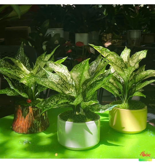 Cây Ngọc Ngân dễ trồng trong nhà và văn phòng