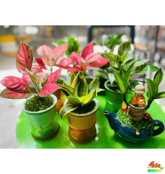 Cây Vạn Lộc Thái Thuỷ Sinh Để Bàn: Cây Dễ Chăm Sóc