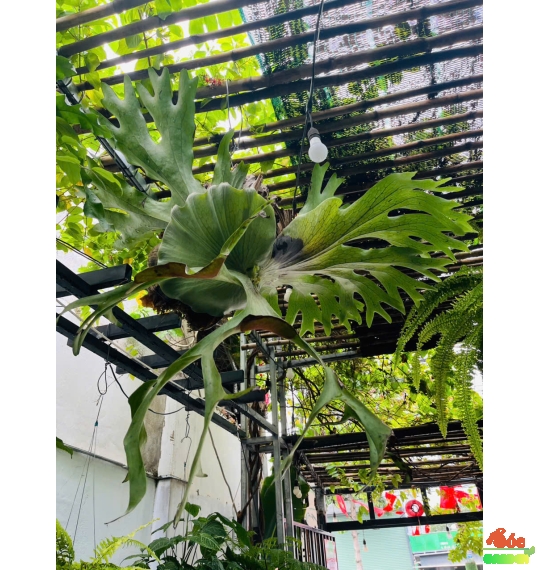 Cây Ổ Rồng Hotumin – Lá Xòe Độc Đáo, Decor Đẹp Chuẩn Gu Quán Cafe & Kiểng Lá