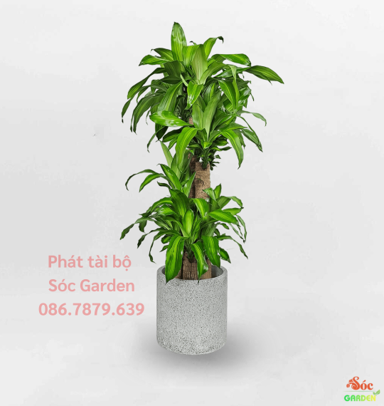 Các Tuổi Hợp Với Tuổi Mão: Bí Quyết Thành Công và Hạnh Phúc