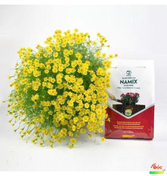 Phân Hữu Cơ Cho Hoa – Dinh Dưỡng Tự Nhiên, Giúp Hoa Nở Đẹp Lâu Tàn