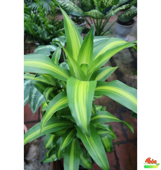 Cây Phát Tài Bộ 5 thân đẹp giá chỉ 280k