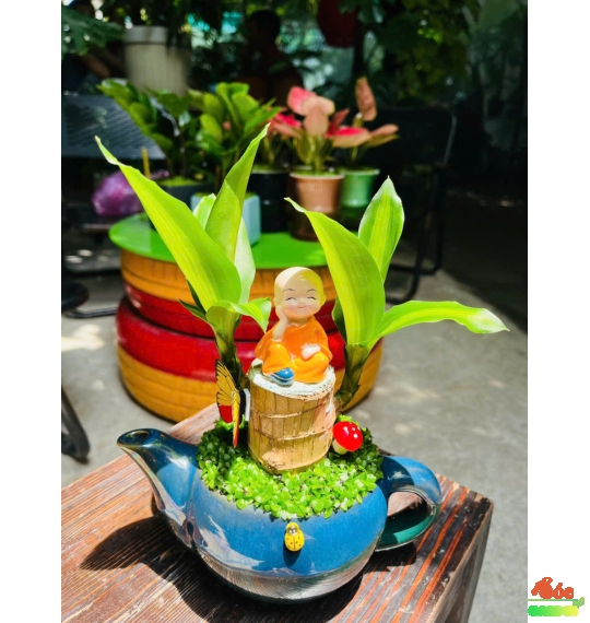 Cây Phát Tài Mini – Cây Cảnh Phong Thủy Hút May Mắn, Đặt Đâu Cũng Đẹp